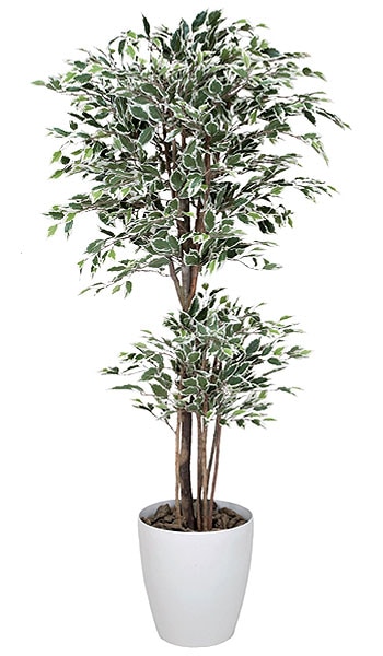 ベンジャミン 観葉植物 160cm 斑入り 光触媒 C3813-300 通販