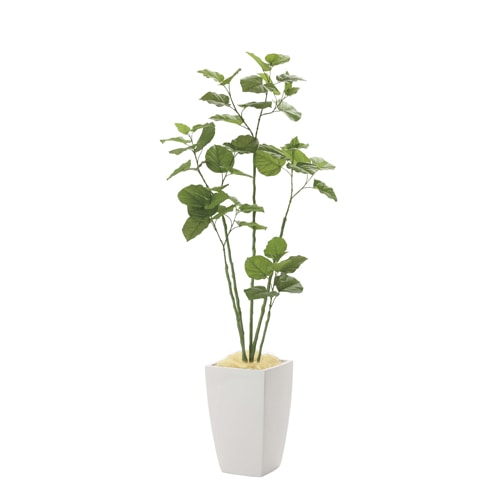 ※手渡しで値下げします！※人工観葉植物 ウンベラータ 180cm ウンベラータ 180cm - フェイクグリーン専用通販サイト – フェイク