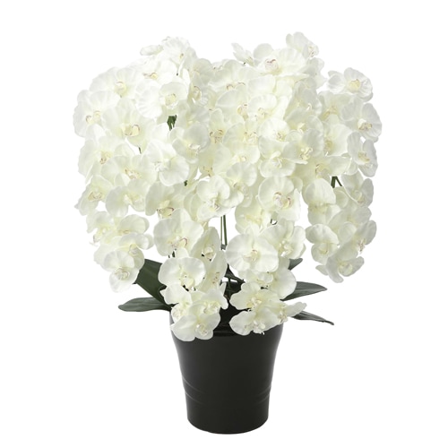 胡蝶蘭 5本立 光触媒人工植物 幅50×奥行45×高さ74cm 876A240-69（商品
