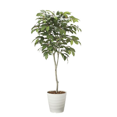 コーヒーの木 光の楽園 180cm 造花 フェイクグリーン 2020A700-39