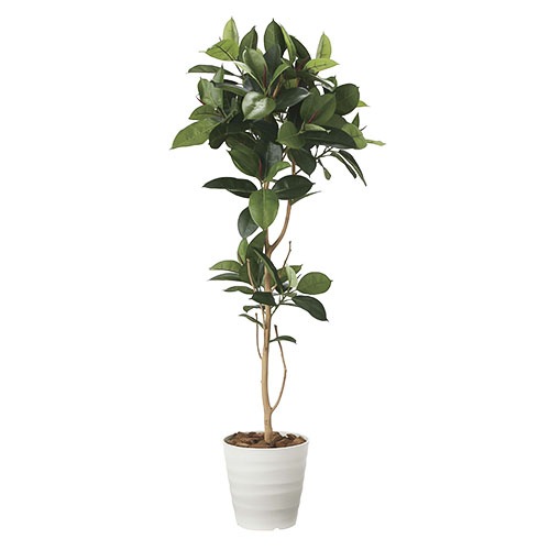 ゴムの木 光の楽園 180cm 造花 フェイクグリーン 2024A420-46