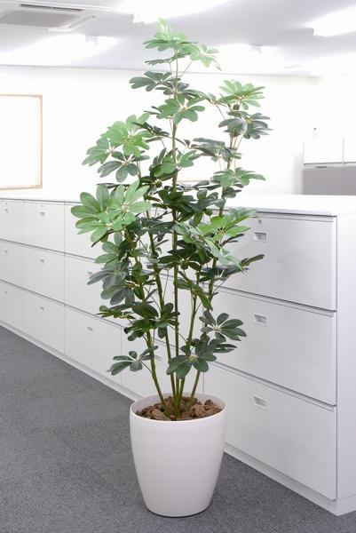 カポック 観葉植物 造花 鉢植え プラント C3610-250