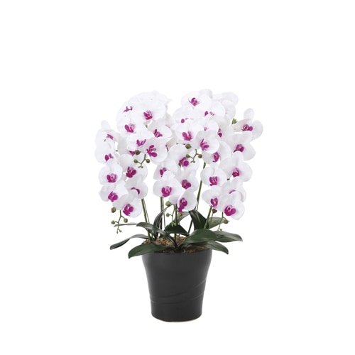 胡蝶蘭 5本立 光触媒人工植物 幅50×奥行45×高さ74cm 876A240-69（商品