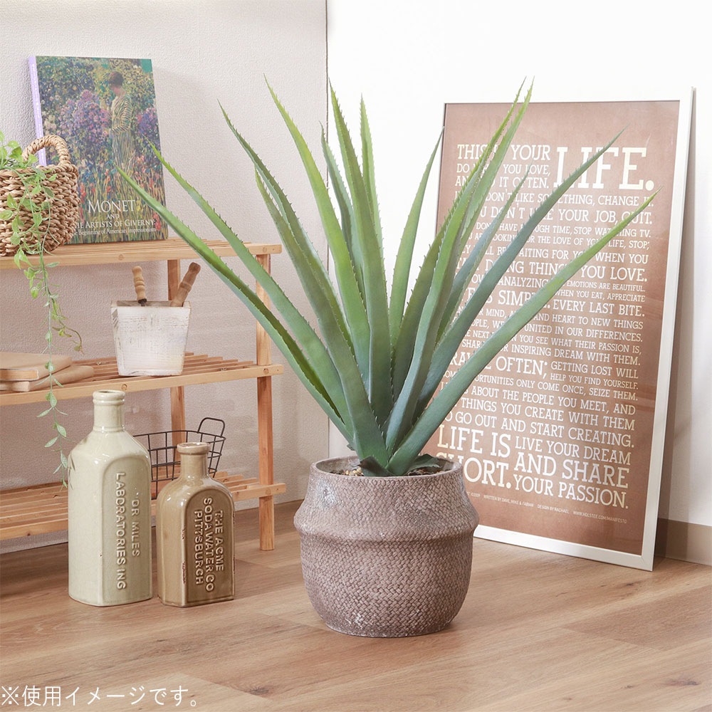アロエ 観葉植物 在宅勤務の癒やしに グリーンの癒しが暮らしに役立つ 