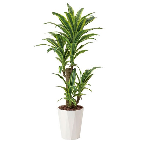 フレッシュドラセナ 観葉植物 造花 鉢植え プラント W428A240-30（商品