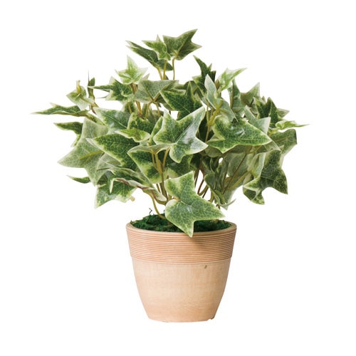 フェイクグリーン 斑入りアイビー 幅220×奥行220×高さ230mm 光触媒