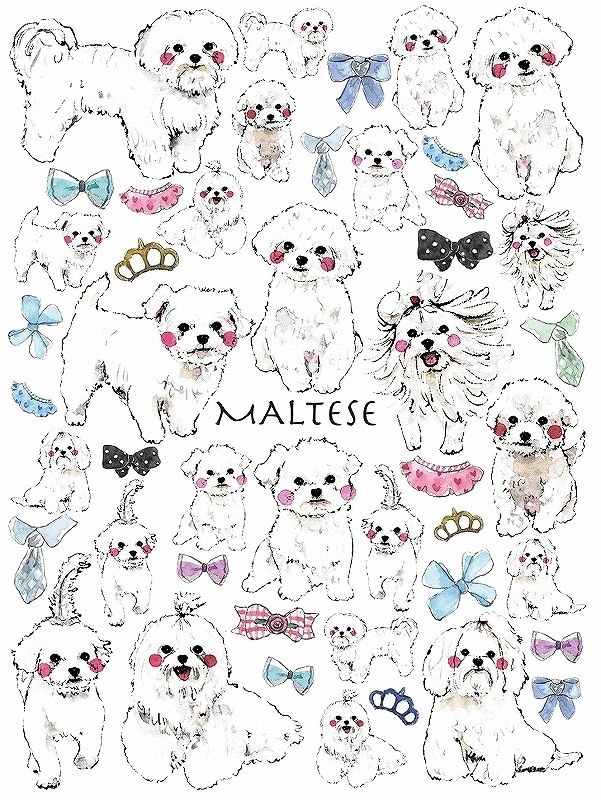 マルチーズ はがきサイズ