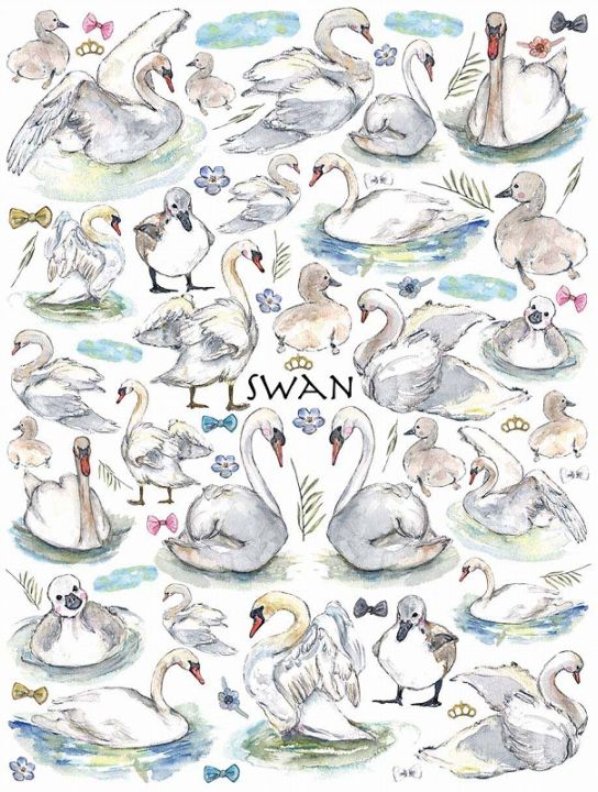 白鳥 はがきサイズ