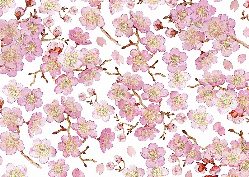 【10枚SET】和柄チェリーブロッサム(1枚あたり1300円)A4