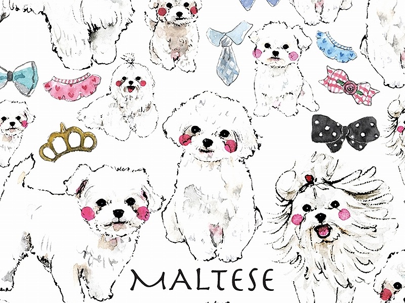 マルチーズ はがきサイズ