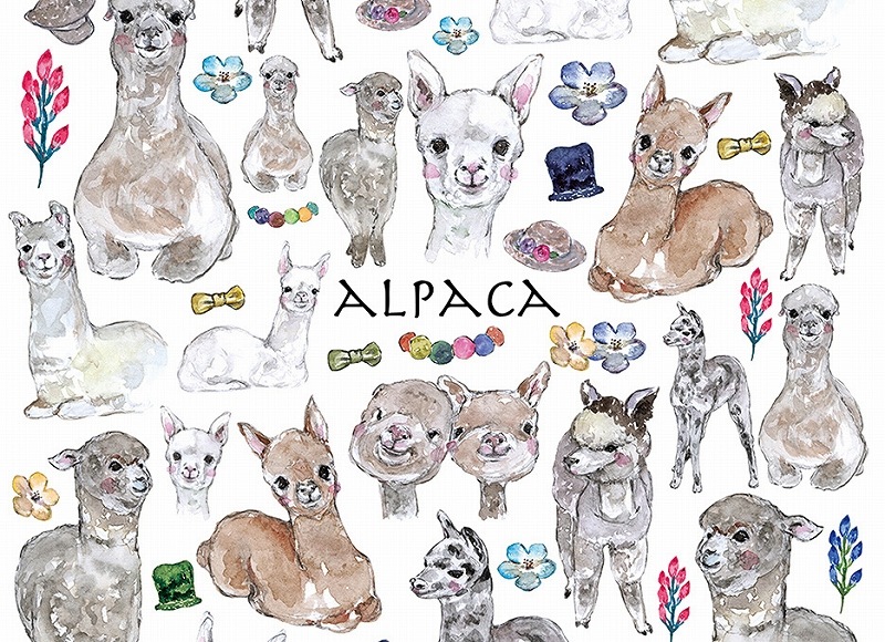 アルパカ はがきサイズ