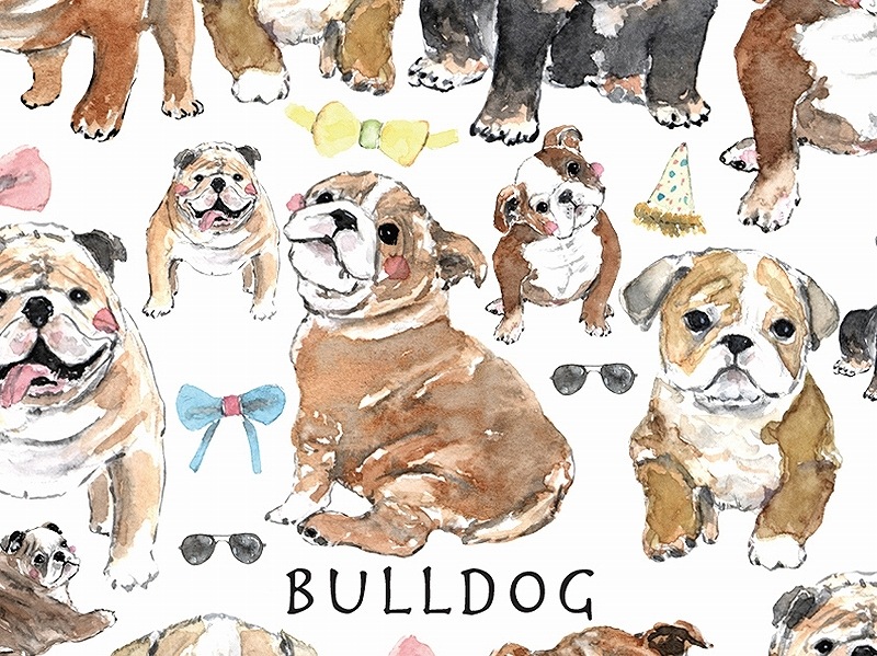 ブルドッグ はがきサイズ