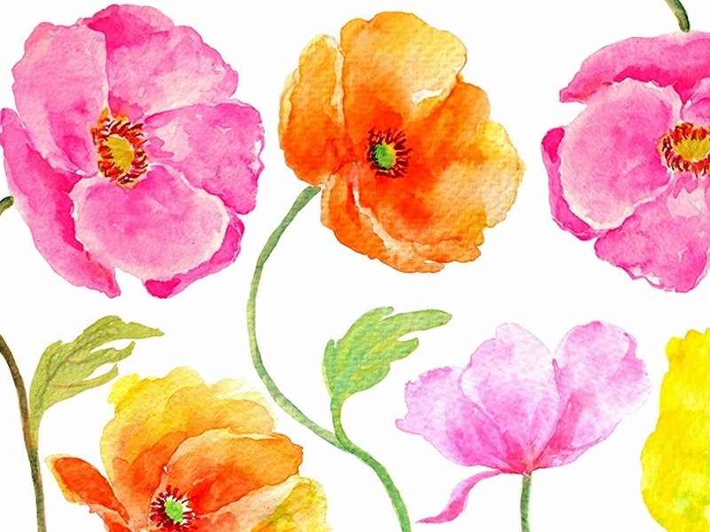 【10枚SET】カラフルポピー (1枚あたり1300円)A4