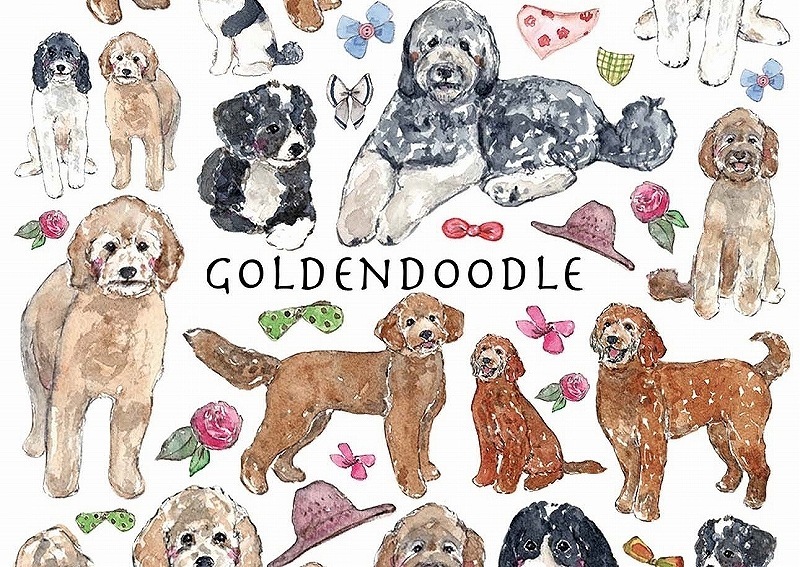 ゴールデンドゥードル はがきサイズ