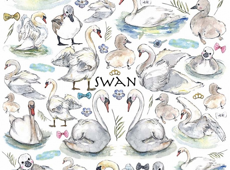 白鳥 はがきサイズ