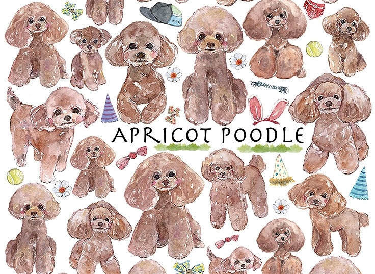 トイプードルアプリコットはがきサイズ