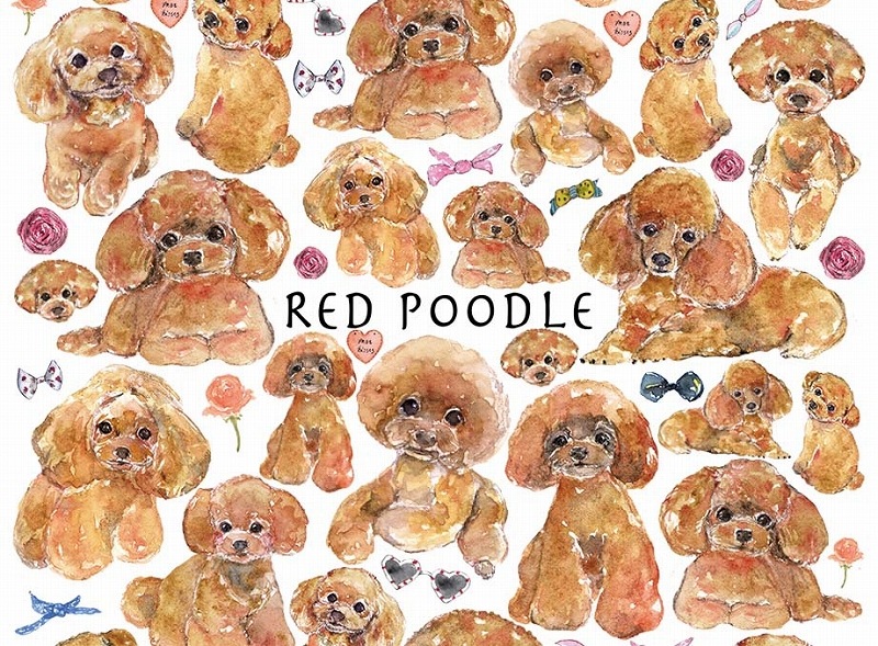 トイプードルレッドはがきサイズ