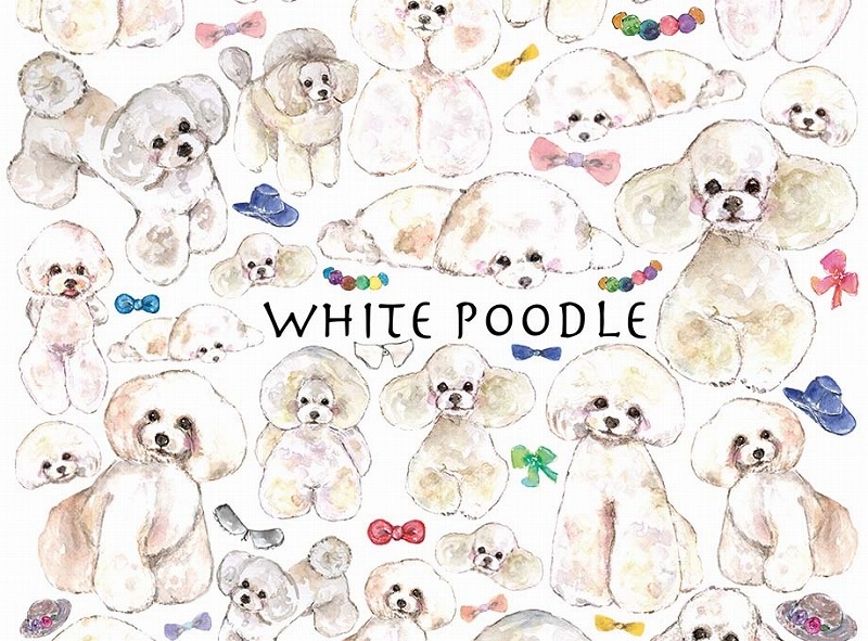 トイプードルホワイトはがきサイズ