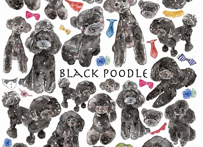 トイプードルブラックはがきサイズ