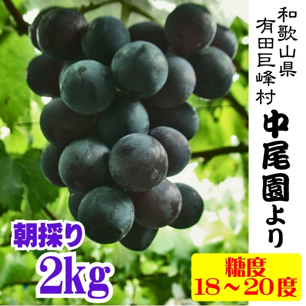 ありだ 巨峰村 中尾園の朝採り完熟巨峰