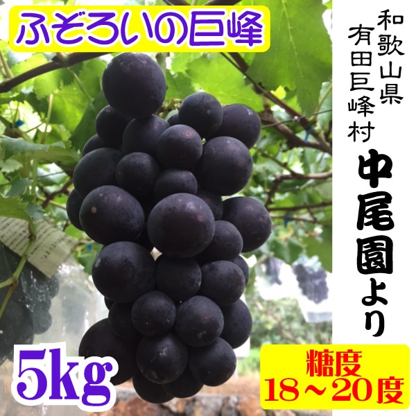 訳あり ありだ 巨峰村 中尾園の朝採り完熟巨峰