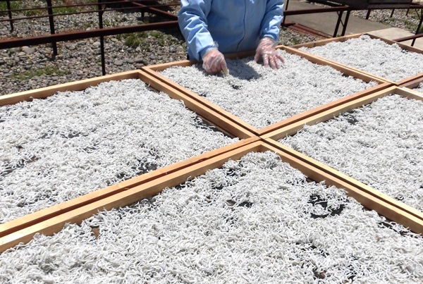 �ץ쥼��� ���Ȥ����餹 ����ľ�� £���� ���餹 ���ե� ���ޤ������餹 80g��8�ѥå��� ���󥰥饤�վ��� ���餹����Ź ��建ľ��