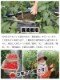 ե롼ĥȥޥ ߥ˥ȥޥ  ϥߥǥȥޥ1kg  250g4ѥå īΤ¨ȯ Ȥޤ ץȥޥ Ť ٿ ǻ  ꥳԥ ӥߥ c ̣  塼 ץ쥼 ե 11вٳ