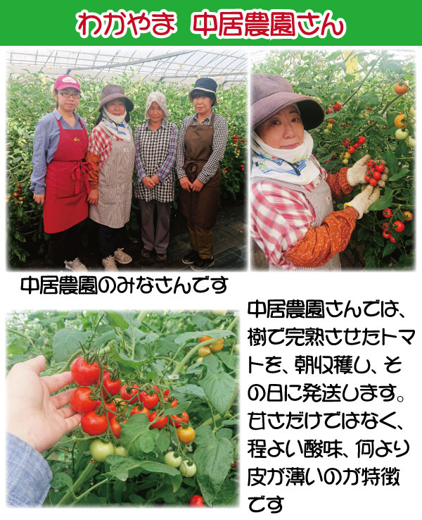ե롼ĥȥޥ ߥ˥ȥޥ ϥȥޥ ²λ  ߥǥȥޥ3kg  250g12ѥå īΤ¨ȯ Ȥޤ ץȥޥȴŤ  ǻ  ꥳԥ ӥߥc̣  塼 ץ쥼 ե 11вٳ