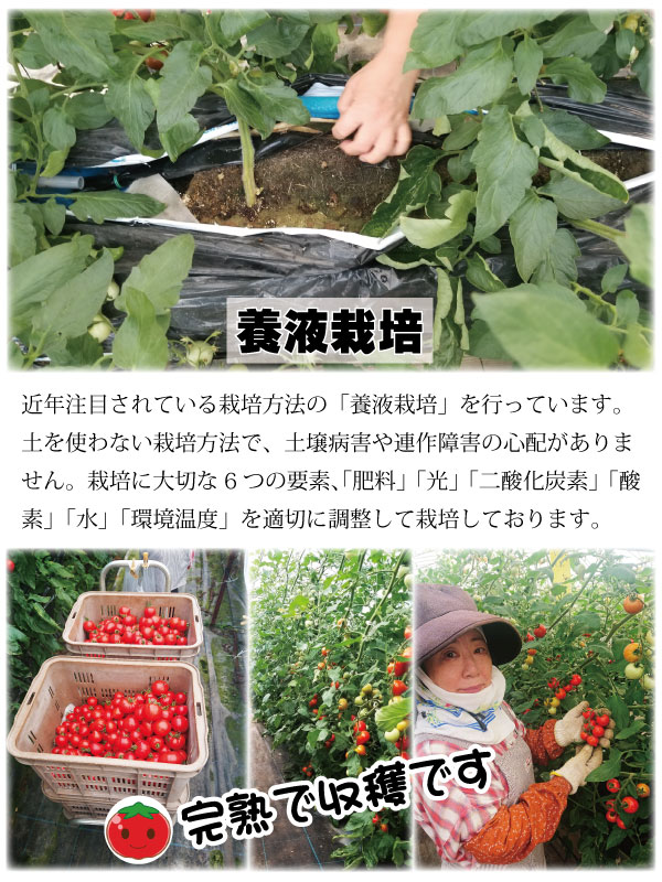 ե롼ĥȥޥ ߥ˥ȥޥ ϥȥޥ ²λ  ߥǥȥޥ3kg  250g12ѥå īΤ¨ȯ Ȥޤ ץȥޥȴŤ  ǻ  ꥳԥ ӥߥc̣  塼 ץ쥼 ե 11вٳ
