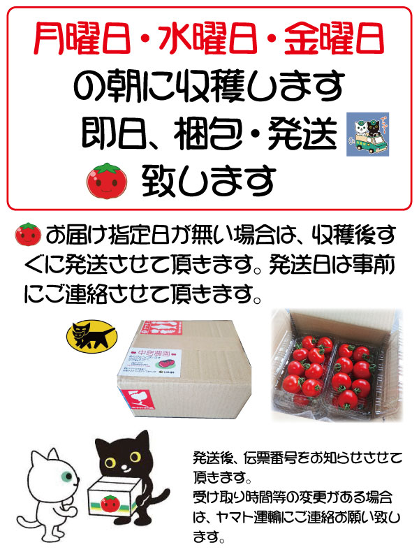 ե롼ĥȥޥ ߥ˥ȥޥ ϥȥޥ ²λ  ߥǥȥޥ3kg  250g12ѥå īΤ¨ȯ Ȥޤ ץȥޥȴŤ  ǻ  ꥳԥ ӥߥc̣  塼 ץ쥼 ե 11вٳ