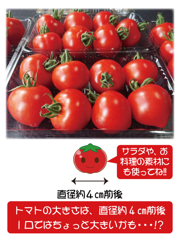 ե롼ĥȥޥ ߥ˥ȥޥ ϥȥޥ ²λ  ߥǥȥޥ3kg  250g12ѥå īΤ¨ȯ Ȥޤ ץȥޥȴŤ  ǻ  ꥳԥ ӥߥc̣  塼 ץ쥼 ե 11вٳ