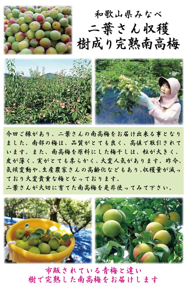 ��������� 1kg �ߴ��� �߼� �ߥ����å��� ���� ���� �²λ����ߤʤٻ� �ڣ�����ܤ��Ϥ�ͽ���