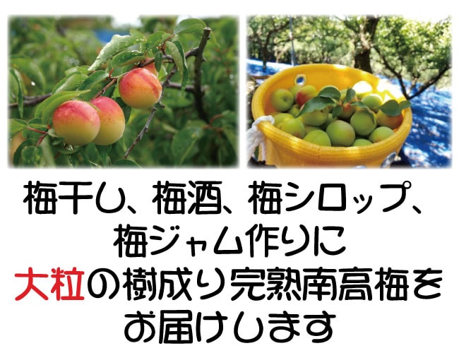 ��������� 1kg �ߴ��� �߼� �ߥ����å��� ���� ���� �²λ����ߤʤٻ� �ڣ�����ܤ��Ϥ�ͽ���