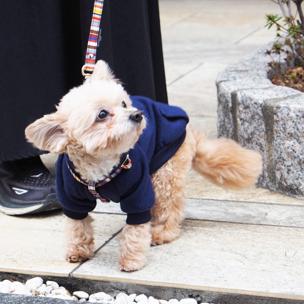 NEWAG016ۥ٥ȥϡͥSS Sunbrella(ȥ ޥ/TOM Multi)