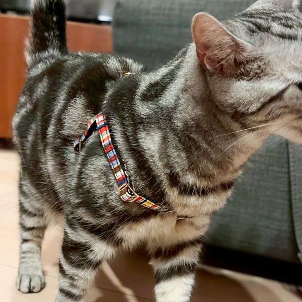 NEW��AG016�ۥ٥�ȥϡ��ͥ�SS Sunbrella(�ȥ� �ޥ��/TOM Multi)