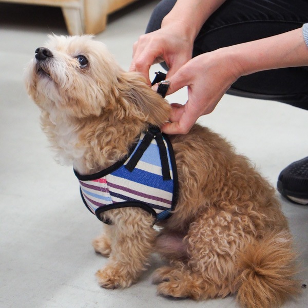 AG010ۥɥåϡͥ S(ХΥ /CABANON Roy)