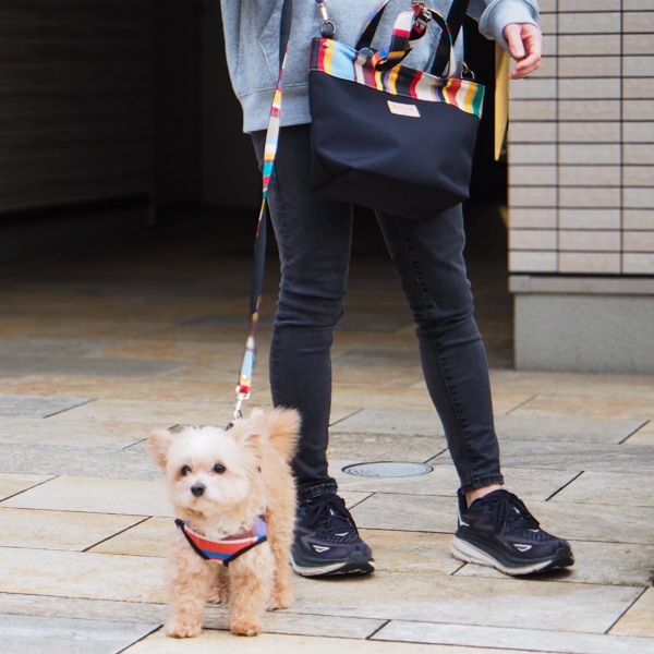 AG010ۥɥåϡͥ S(ȥ ޥ/TOM Multi)