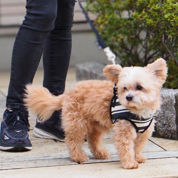 AG010ۥɥåϡͥ S(ȥ ֥å/TOM Black)