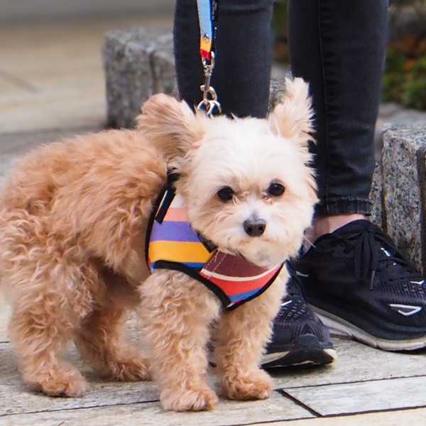 AG011ۥɥåϡͥ M(ȥ ޥ/TOM Multi)