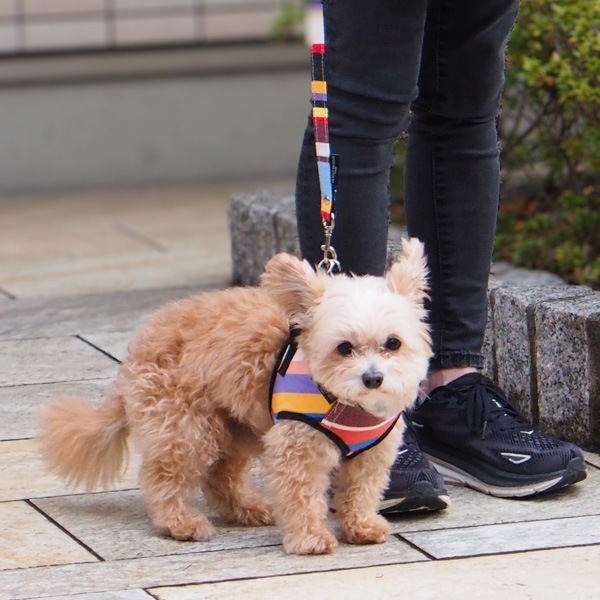 AG012ۥɥå꡼(ȥ ޥ/TOM Multi)