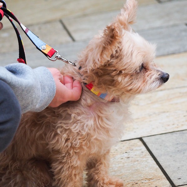 AG012ۥɥå꡼(ȥ ޥ/TOM Multi)