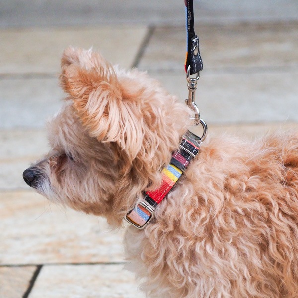 AG012ۥɥå꡼(ȥ ޥ/TOM Multi)