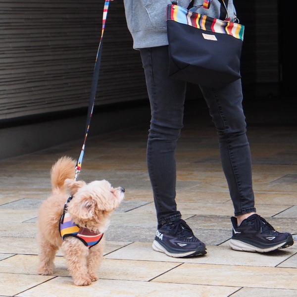 AG012ۥɥå꡼(ȥ ޥ/TOM Multi)