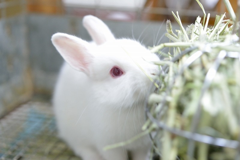 ネザーランドドワーフ No 1073 うさぎ専門店ラッキーハート