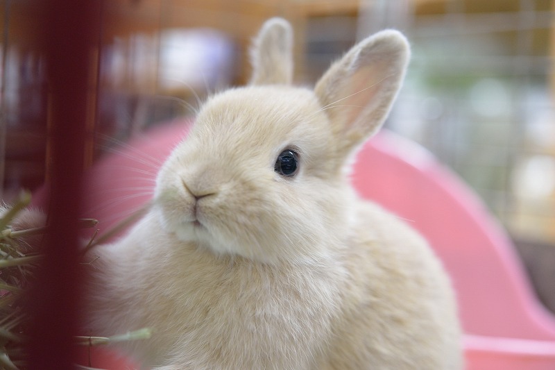 ネザーランドドワーフ No 10 うさぎ専門店ラッキーハート ネザーランドドワーフ No 10 うさぎ専門店ラッキーハート