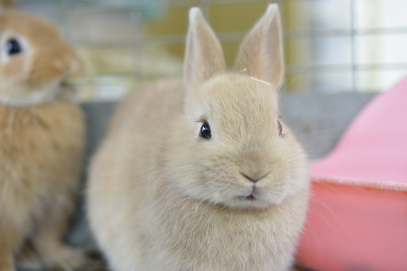 ネザーランドドワーフ No.1088 | うさぎ専門店ラッキーハート- うさぎ