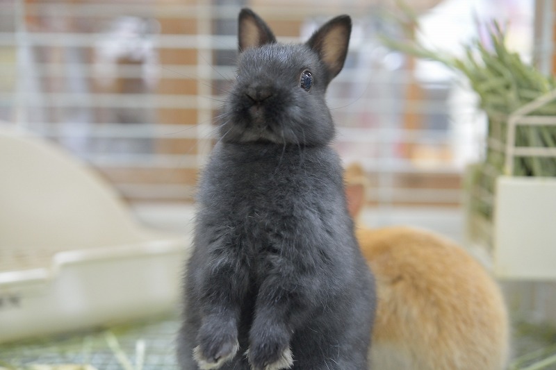 ネザーランドドワーフ No 1170 うさぎ専門店ラッキーハート