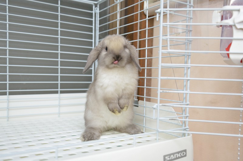 子うさぎ（HL） | うさぎ専門店ラッキーハート