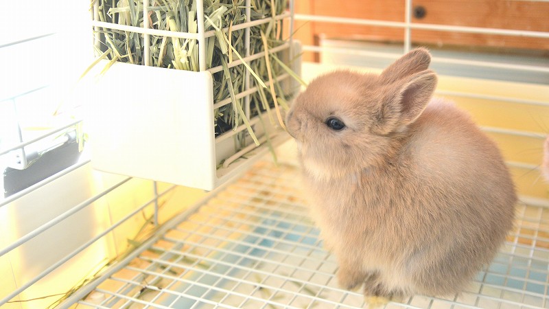 うさぎ屋：ブルドーザー（箱付き不動） （2025年最新】Yahoo