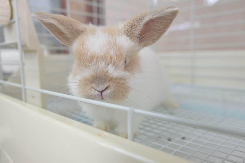 子うさぎ（HL） | うさぎ専門店ラッキーハート